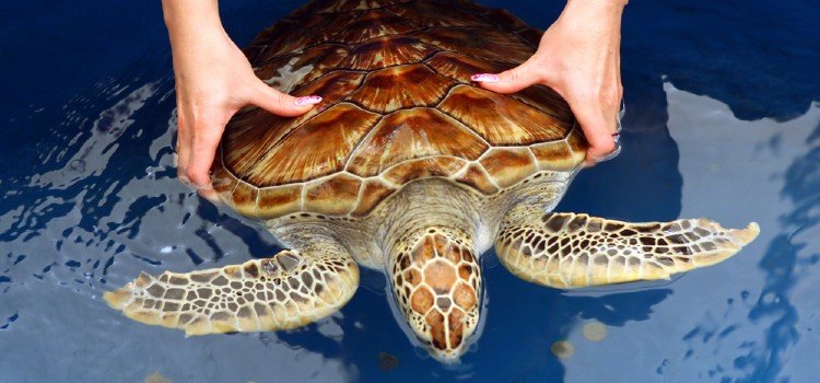 turtle hatchery conservation